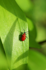 Fototapeta premium Red beetle on a green plant.