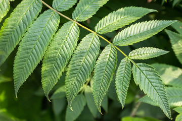 Bright green leaves of a bush in the rays of the sun in a city park close-up