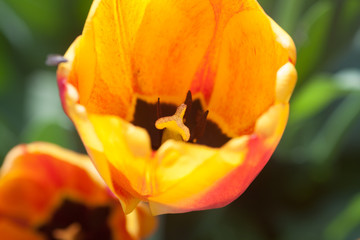  The plant of tulip featuring red petals.The botanical family of tulip is liliaceae