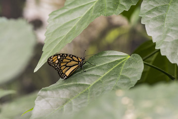 Side view butterfly on leaves