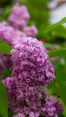 common lilac Background