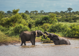 Young elephants playing in water, Kruger National Park, South Africa.