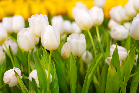 White and Yellow Tulip Flower in the garden. Beautiful bouquet of tulips. colorful tulips. tulips in spring at Nature background