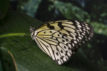 Naklejka premium Fragile butterfly sitting on leaf