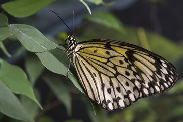 Fototapeta na wymiar Side view yellow butterfly on leaf