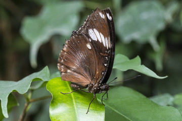 Obraz na płótnie Canvas Side view butterfly with foliage background