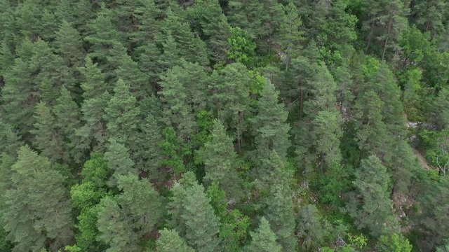 Coniferous forest pine trees aerial shot France 