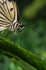 Obraz premium Close up pale colored butterfly