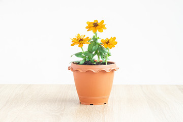 yellow flower in a pot