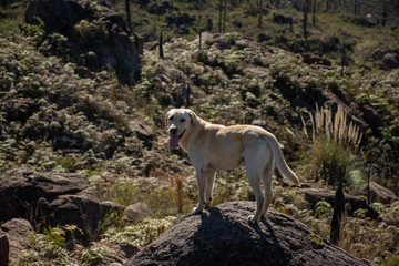 Perro