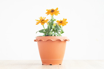 flower in pot isolated on white background