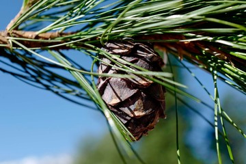 a swiss stone cone on a twig with blue sky in the background