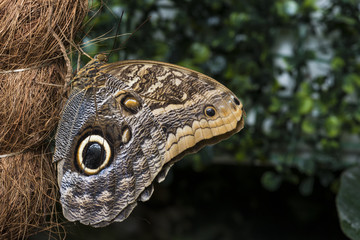 Side view owl butterfly on palm tree trunk