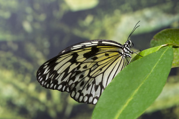 Fototapeta na wymiar Side view butterfly in nature