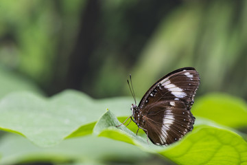 Fototapeta na wymiar Side view brown butterfly on leaves