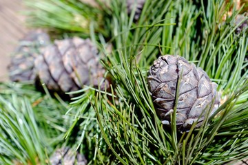 ripe cones from the swiss stone pine for a handmade delicious liquor