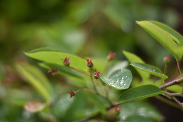 Unreife Beeren einer Felsenbirne (Amelanchier)