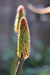 Fackellilie (Kniphofia)