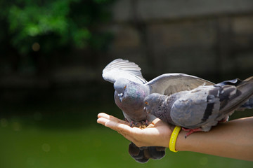 The man handed the bird food on his hand to feed the pigeon in the air.