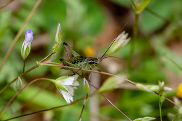 green black background grasshopper flower