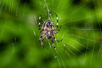 European garden spider weaves a net for hunting
