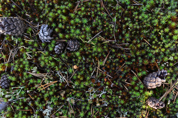 moss texture photo