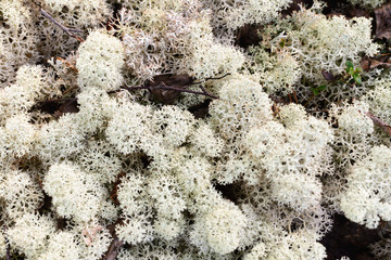 moss texture photo