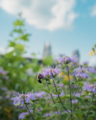 Flowers in summer