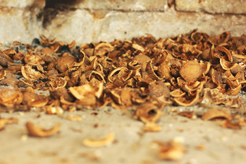 Walnut shells close up. Background. Walnut on wall background