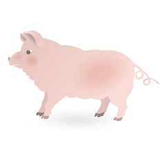 The pig is isolated on white. Vector illustration.