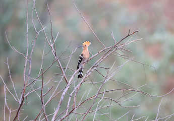 Hoopoe photographed from afar sitting on a dry tree on a beautiful blurred background