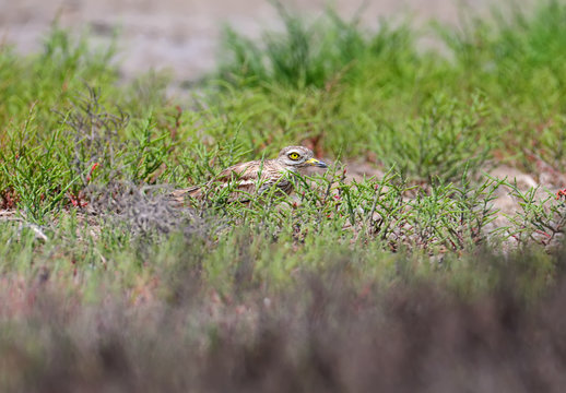 Unusual photos of an unusual bird Eurasian stone-curlew. The adult bird is photographed in a habitat habitat and demonstrates excellent camouflage.