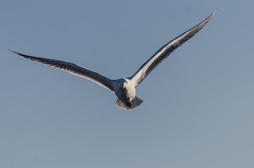 seagull