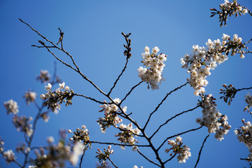 blossoming branch of cherry tree in spring