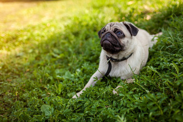 Pug dog lying on green grass. Happy puppy having rest. Dog enjoying nature