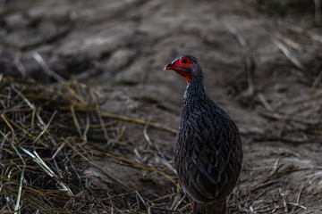 Huhn und mehr