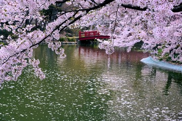 Fototapeta na wymiar 臥竜公園の桜