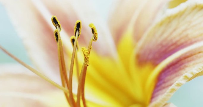 Macro view of yellow orange Lily flower
