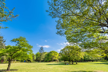 武蔵国分寺公園のこもれび広場