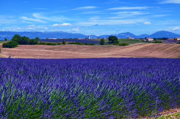 Fototapeta na wymiar France, Provence, Valensole