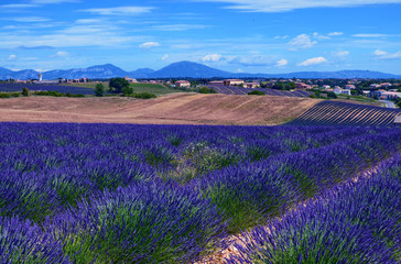 Obraz na płótnie Canvas France, Provence, Valensole