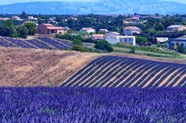 France, Provence, Valensole