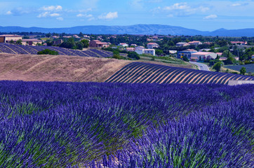 Naklejka na ściany i meble France, Provence, Valensole