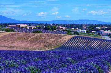 France, Provence, Valensole
