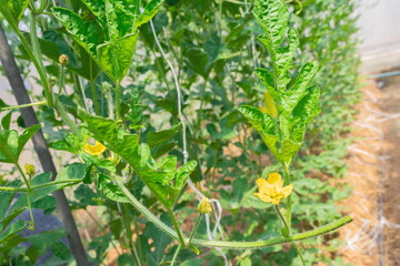 Green baby fruit with yellow flower of watermelon (Citrullus Lanatus) with green leaves on the vine plants in the fruit garden of Thailand