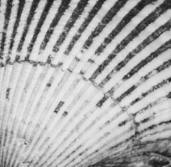 macro texture seashell top view, black and white photo