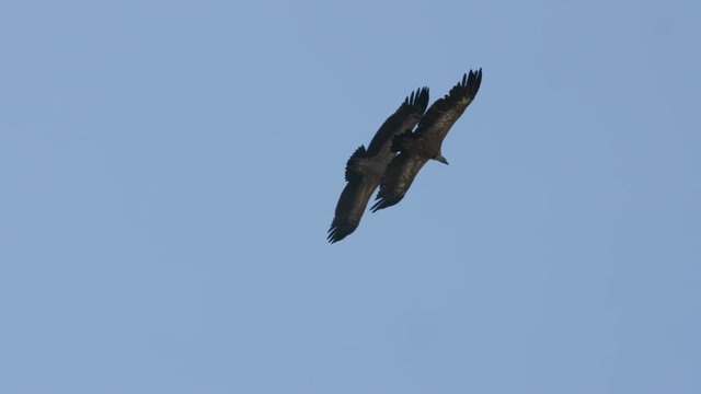 Two griffon vultures gyps fulvus flying side by side over the gorges du Tarn France blue sky 
