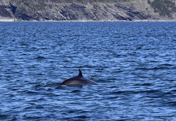 whale swimming close to the ocean surface with the dorsal fin out of the water 