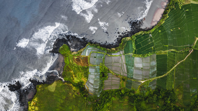 Aerial view of scenery rice terraces on ocean coast in Bali, Indonesia