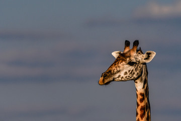 Ansichten einer Giraffe